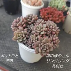 2026年最新】ぼのぼの苗 札付き 多肉植物の人気アイテム - メルカリ