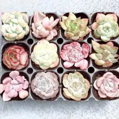 Ｆ　サービス品！ 韓国苗　カット苗　寄せ植え用　多肉植物