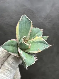 2026年最新】白鯨錦の人気アイテム - メルカリ