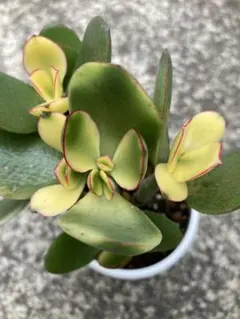 斑入り可愛いい ♡ 金の成る木 ♡ 6cmポット 全部抜き苗のサムネイル