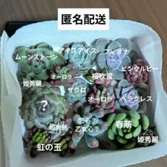 ୨୧┈コハルママ┈୨୧様 リクエスト 2点 まとめ商品