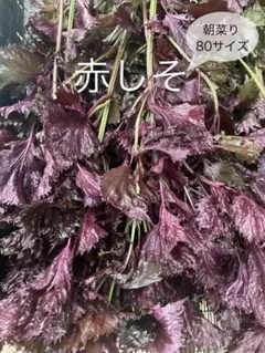 朝採り 赤しそ 80サイズのサムネイル