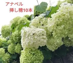 紫陽花　アナベル　オーガニック苗 紫陽花 アナベル オーガニック苗 - メルカリ