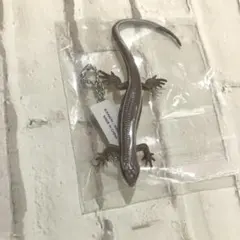 トカゲとヤモリ　ニホントカゲ　ボールチェーン