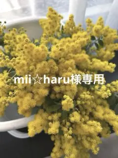 mii☆haru様専用 パールアカシア　ミモザ　フレッシュ　コンパクト便