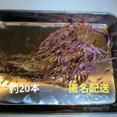 ADAロタラブラッドレッド20本のサムネイル