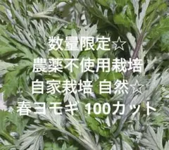 早い者勝ち 農薬不使用栽培 自家栽培 野菜詰め合わせ 春ヨモギ よもぎ カット