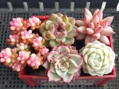 【限定Sale】レッドベリー錦入り５苗セット②★抜き苗エケベリア多肉植物寄せ植え