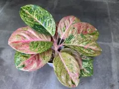 2026年最新】アグラオネマピンクエメラルドの人気アイテム - メルカリ