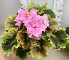 2025年最新】セントポーリア 斑入りの人気アイテム - メルカリ