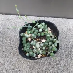 TKR-hcsn様 リクエスト 3点 まとめ商品