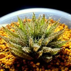 3592 ノタビリスマライシー 超透明多肉植物 ハオルチア アロエのサムネイル