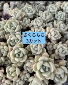 つぶつぶ屋さん交配苗・おもち カット苗5本 E - メルカリ