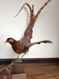 雉 コウライキジ 鳥 剥製 骨董品 芸術品 因縁物 雉 コウライキジ 鳥 剥製 骨董品 芸術品 因縁物 - メルカリ