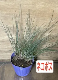 ポンチョ様 リクエスト 2点 まとめ商品