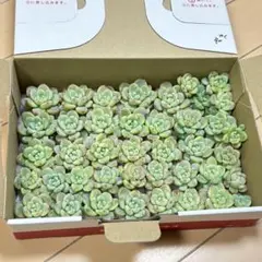 ロッティー ラウル ゆうパケットプラスにいっぱい 多肉植物