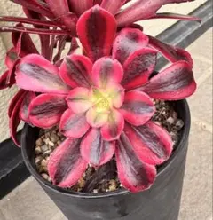 2026年最新】メデューサ錦の人気アイテム - メルカリ