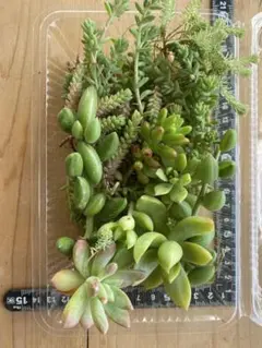 【初心者さん歓迎】丈夫なカット多肉詰め合わせ120g[匿名配送]