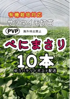 サツマイモ切苗 ゆきこまち 10本 - メルカリ