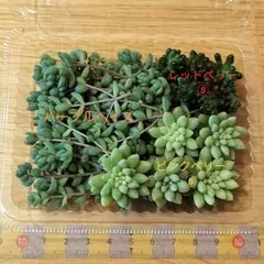 現品◎カット苗３種　ピンクベリー　レッドベリー　パープルヘイズ　メルカリ便　匿名