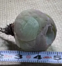 m*r様 No.g562グリーノビア　パルマハイブリッド　アエオニウム 撮影11