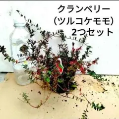 クランベリー（ツルコケモモ）　2つセット　大実 　かわいい赤い実のサムネイル