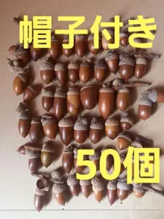 どんぐり　マテバシイ　帽子付き　50個