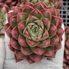 koto様 リクエスト 10点 まとめ商品