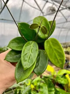 週末セール 極美株 ホヤ カルノーサ ノバゴースト 超大苗 サクララン