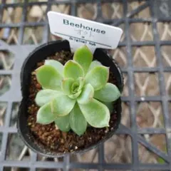 2025年最新】bee house 多肉の人気アイテム - メルカリ