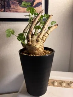 【希少種】Jatropha paradoxa ヤトロファ・パラドクサ（自根） 希少種】Jatropha paradoxa ヤトロファ・パラドクサ（自根） - メルカリ