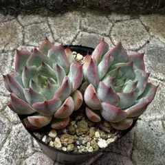 多肉植物　ダークアイス×ジャッカル　2頭のサムネイル