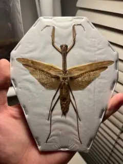 標本】トゲグモ フレンチギアナハンツマン トゥルースパイダーマン