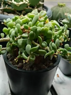 2025年最新】ピグマエア 現地球の人気アイテム - メルカリ