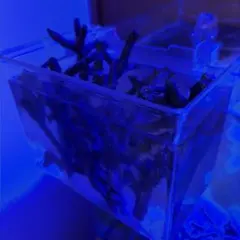 天然ライブロック　モモのサムネイル