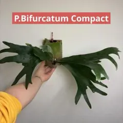 ビフルカツムコンパクト（ドワーフ種） ビカクシダ〝Dwarf種〟 突然変異から生まれるドワーフ種。 通常の品種