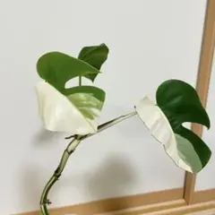 斑入りモンステラ ホワイトタイガー【陶器鉢・サスティー付】E - メルカリ