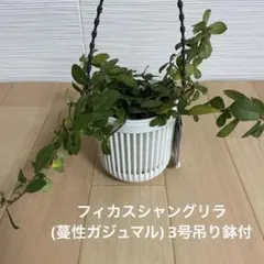 earth様 リクエスト 2点 まとめ商品