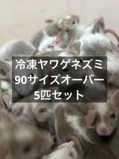 2025年最新】ヤワゲネズミの人気アイテム - メルカリ