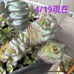 a 多肉植物 クラッスラ☆小米星☆抜き苗 星系 メルカリ便 a 多肉植物 クラッスラ☆小米星☆抜き苗 星系 メルカリ便 - メルカリ