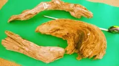 流木　３点セット（淡水）