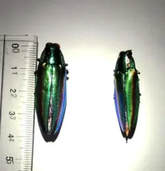 2026年最新】タマムシ標本の人気アイテム - メルカリ