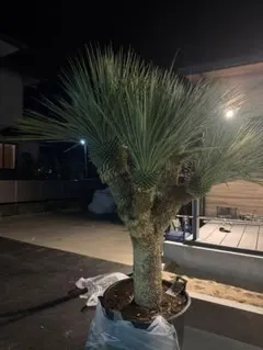 ボーカルネア ストリクタ ブルー 希少 植物 ボーカルネア ストリクタ ブルー 希少 植物 - メルカリ