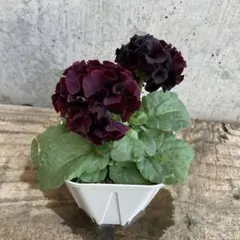 めぇー様 リクエスト 2点 まとめ商品