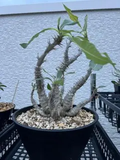 希少種 Commiphora wildii コミフォラ ワイルディ 大型株 - メルカリ