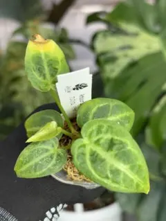 2025年最新】アンスリウムハイブリッドの人気アイテム - メルカリ