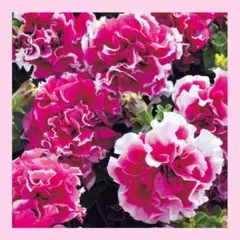 makayari様 リクエスト 2点 まとめ商品