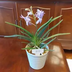 Sweet cake様 リクエスト 2点 まとめ商品