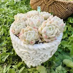 ❃⑤ヒューミリス　カット苗　多肉植物 エケベリア