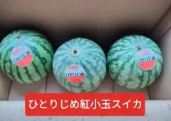 大特価。和歌山ひとりじめ紅小玉スイカ訳あり品3玉入箱込約3kg 前後。のサムネイル
